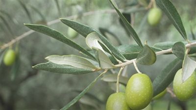 الوصفة القوية لبطن مسطح شعر كثيف وبشرة كالقمر 