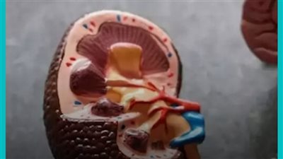 للوقاية من تليف الكلى: 5 أطعمة يجب إضافتها في نظامك الغذائي